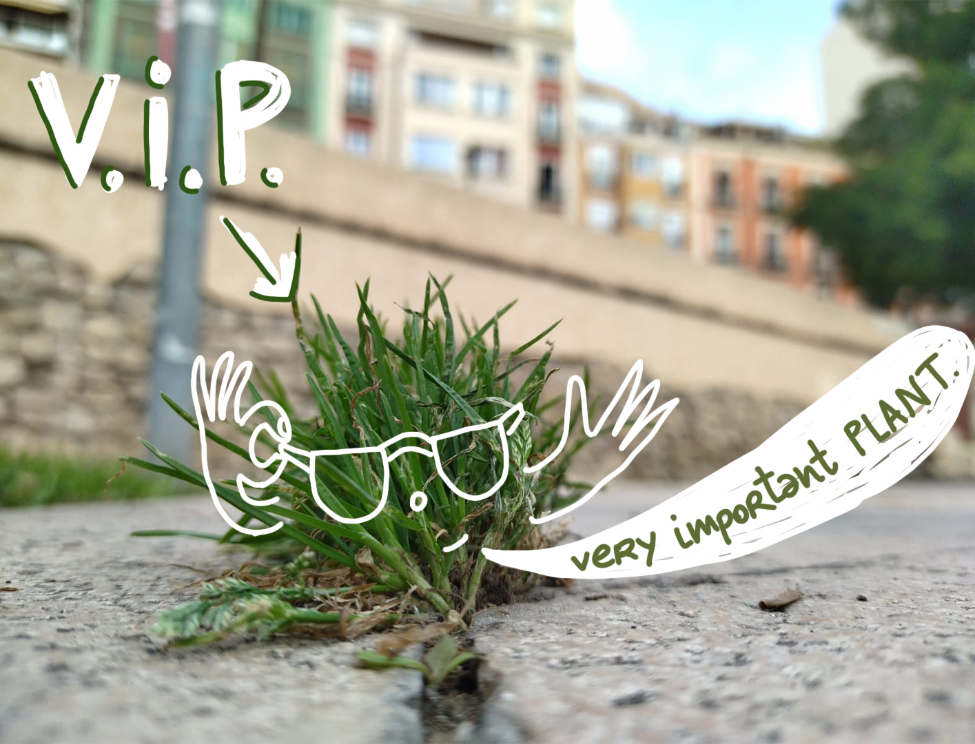 very-important-plant.jpg